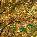 93-autumn_leaves3035.jpg