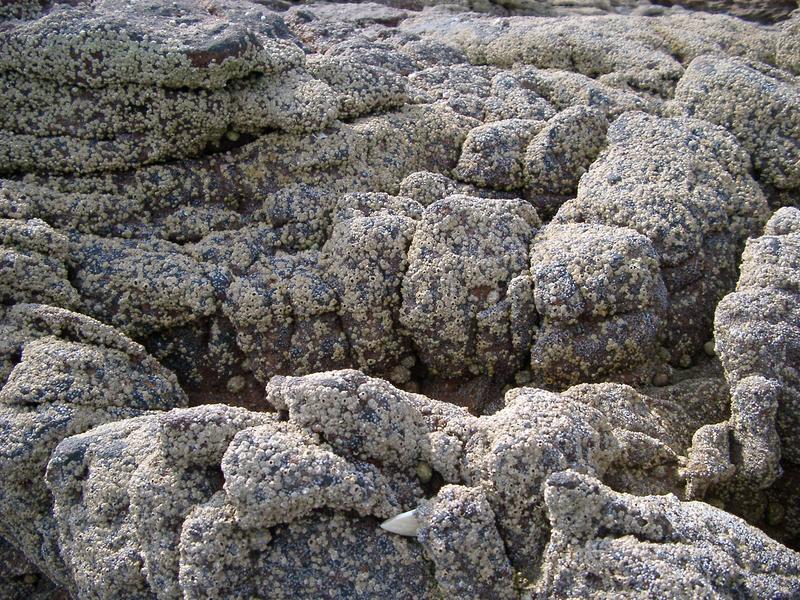 barnaclesand muscles growing on coastal rocks