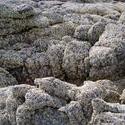 143-barnacles_3645.JPG