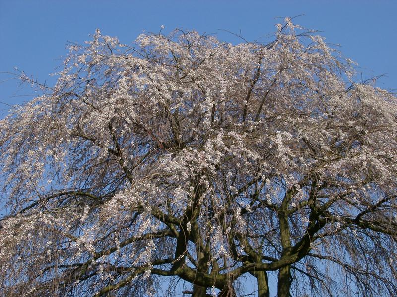 blossom on a catcyn tree