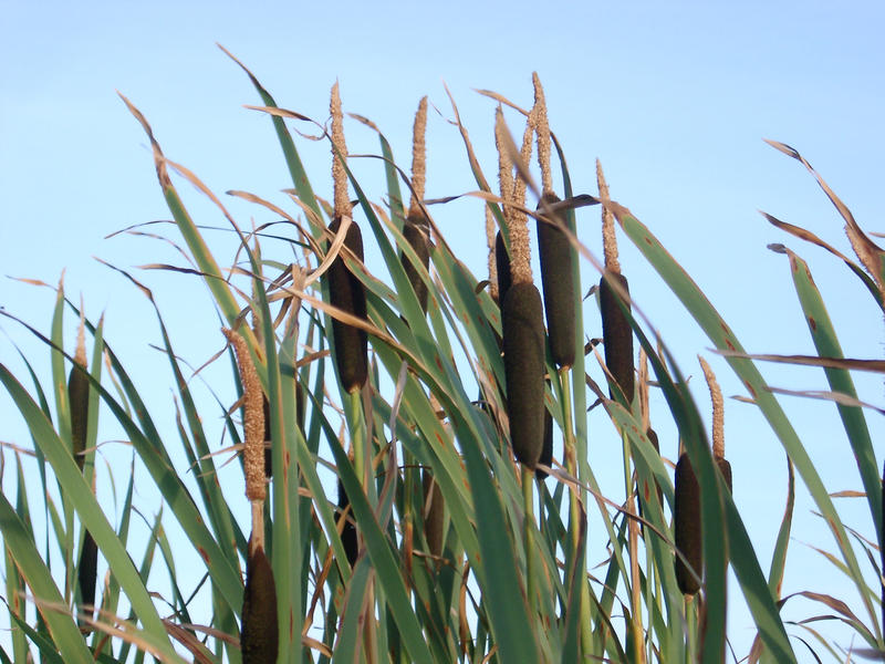 bullrushes agains a blue sky, growing in wetlands