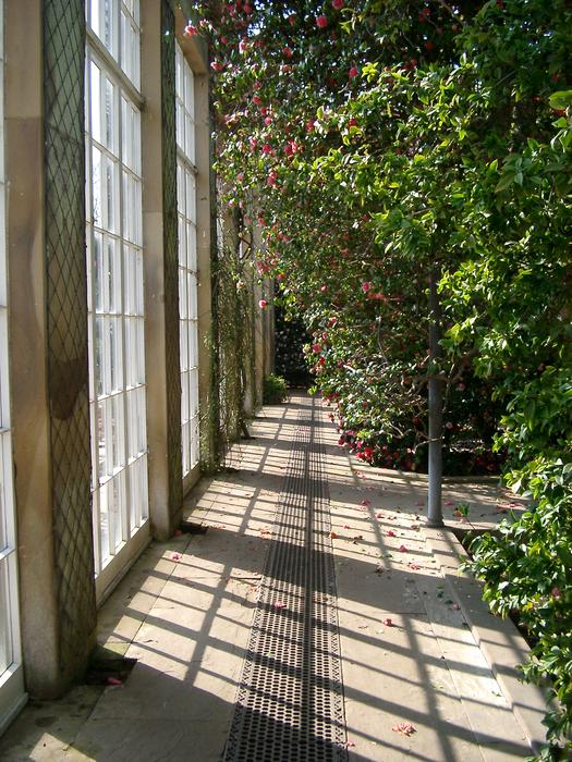 plants growing in the sun in a large glass conservatory or glass house