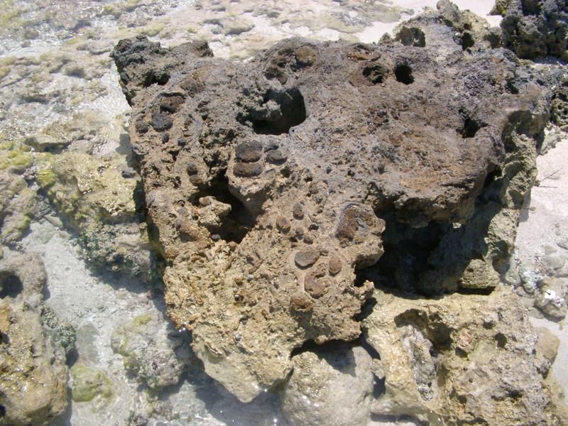 dead coral rock on a tropical beach