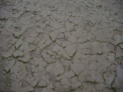 148-cracked_mud_0895.JPG