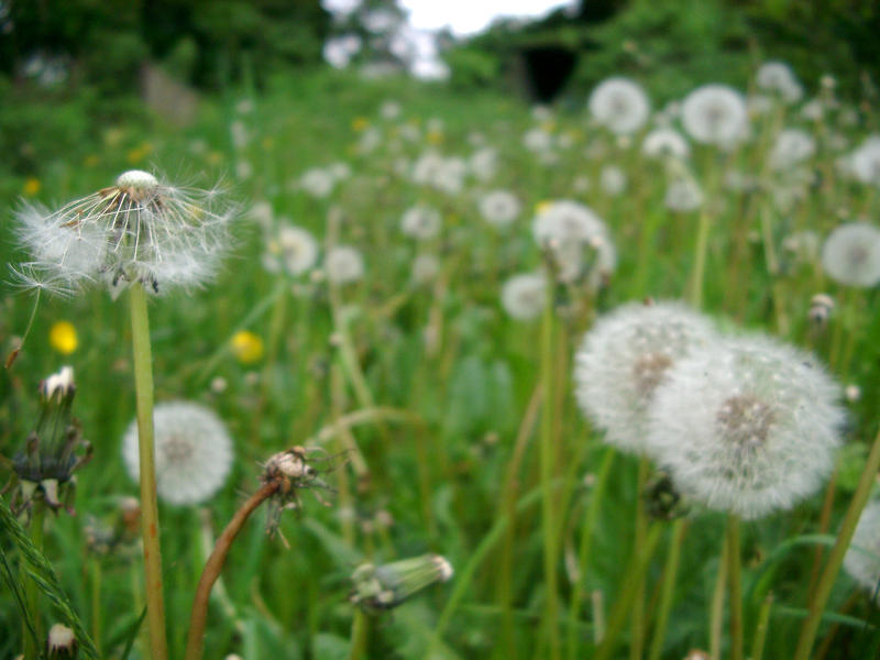 seeding dandelions (Taraxacum) in a late summer meadow