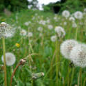 97-dandilions0086.jpg