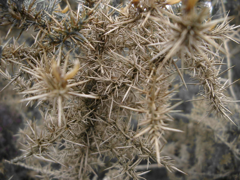 sharp and pointed detals of a dead gorse plant