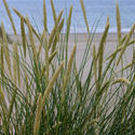 99-dune_grass_3865.JPG