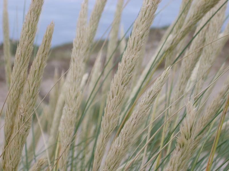 dune grass growing in the sand hills