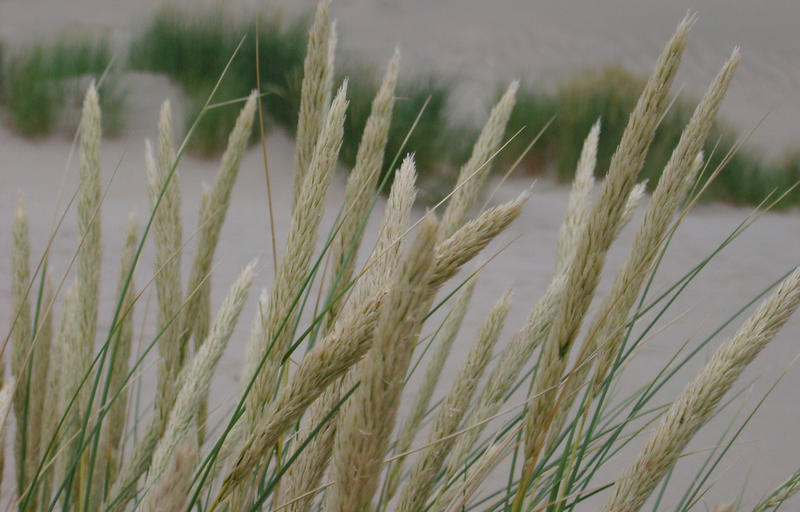 dune grass growing in the sand hills