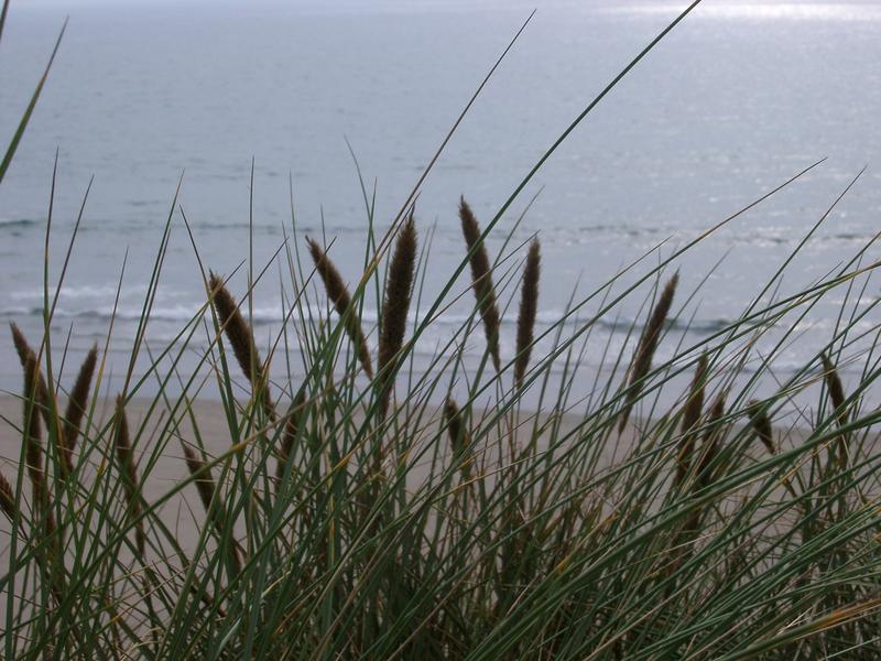 dune grass growing in the sand hills