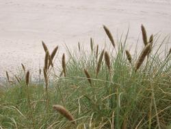 103-dune_grass_4473.JPG