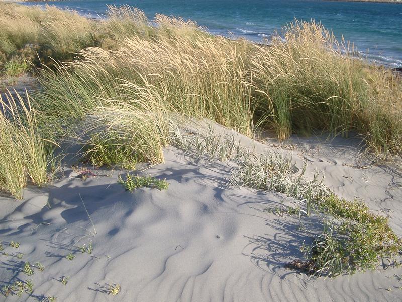 dune grass growing in the sand hills