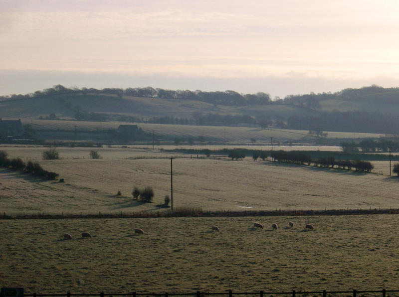 sheep graze in the early morning light, english fields and framing