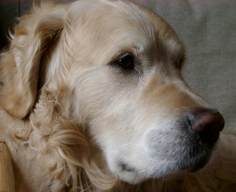 dog head, a golden retriever