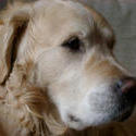 128-golden_retriever_0073.jpg