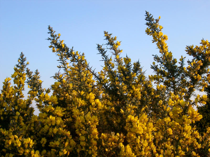 yellow flowers on a thrney gorse bush