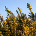 105-gorse2575.jpg