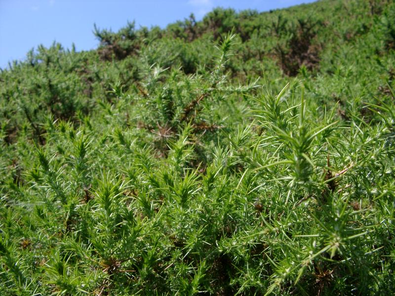 throny gorse bushes