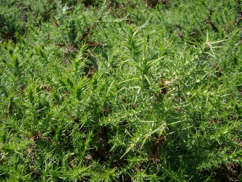 throny gorse bushes