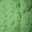 155-green_frost_5712.jpg