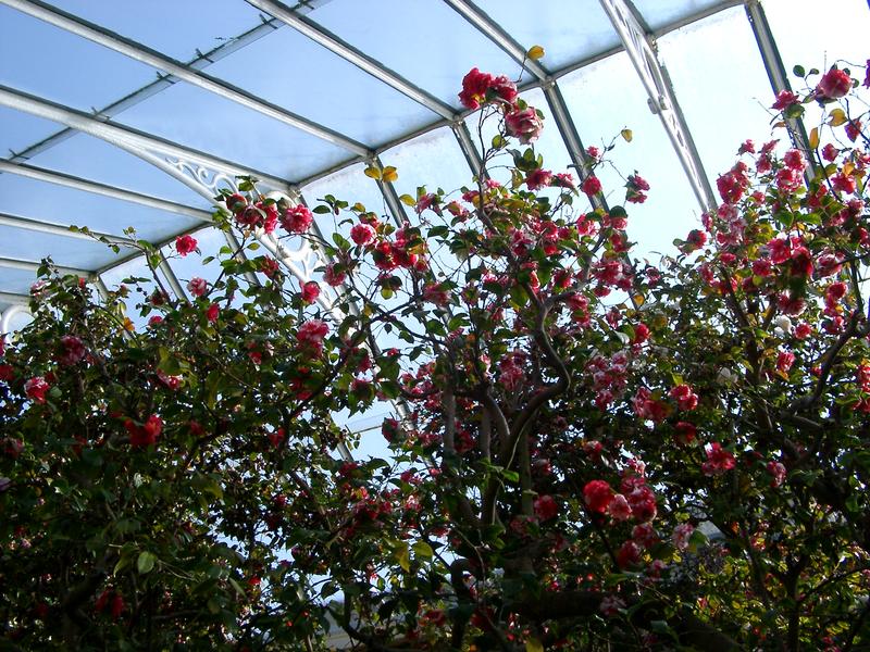 flowers growing in a traditional greenhouse