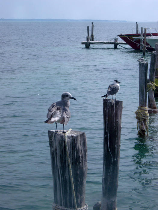 ocean birds sitting on harbour pilings