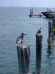 448-harbour_pilings_6110.jpg