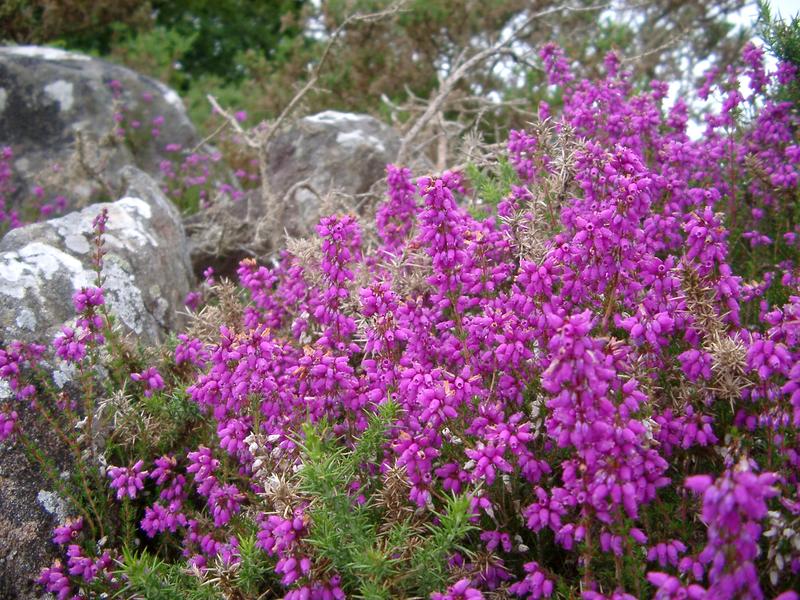 magenta purple heather flower
