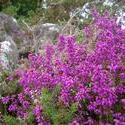 108-heather_flowers_3927.JPG