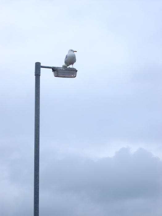 a lone bird sitting on a post, concept: isolation, alone, isolated, lonely