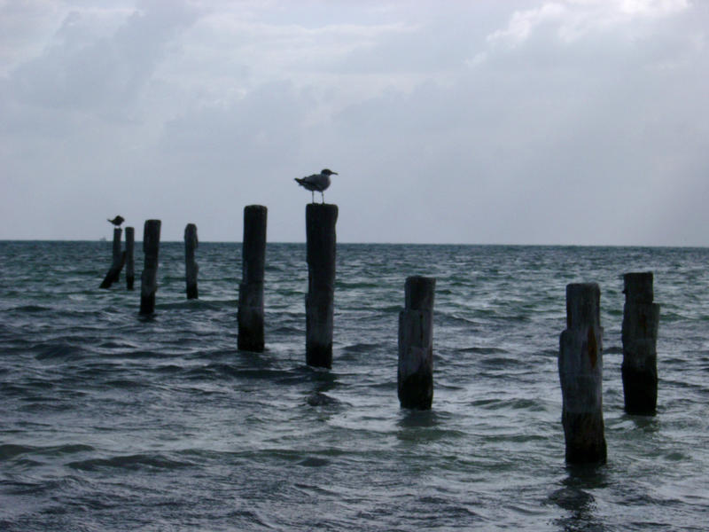 a lone bird sitting on a post, concept: isolation, alone, isolated, lonely