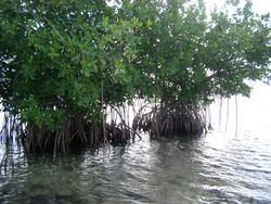 109-mangroves_5864.JPG