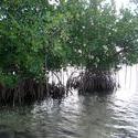 109-mangroves_5864.JPG