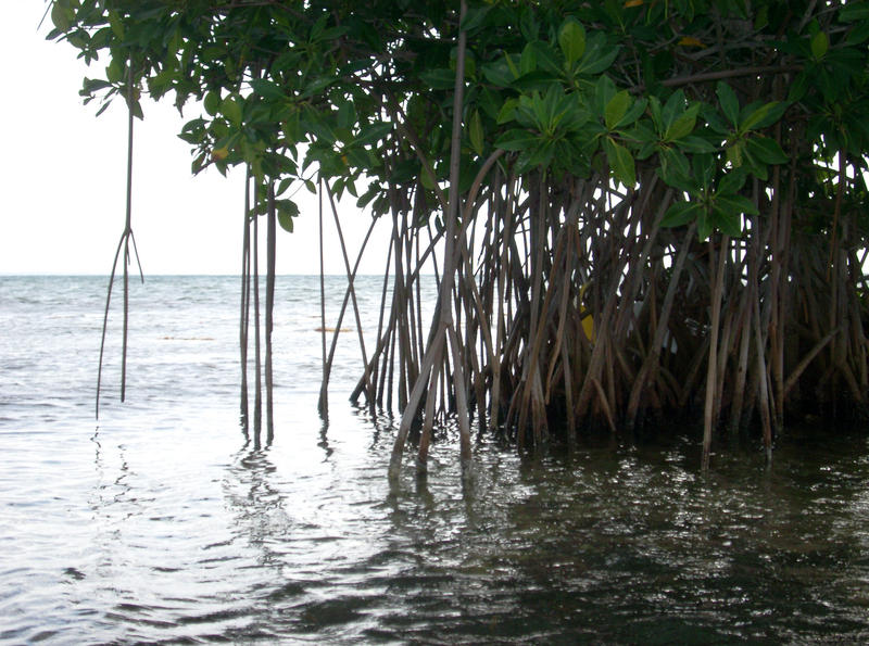 mangroves growing in warm tropical waters