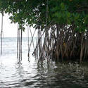 110-mangroves_5866.jpg