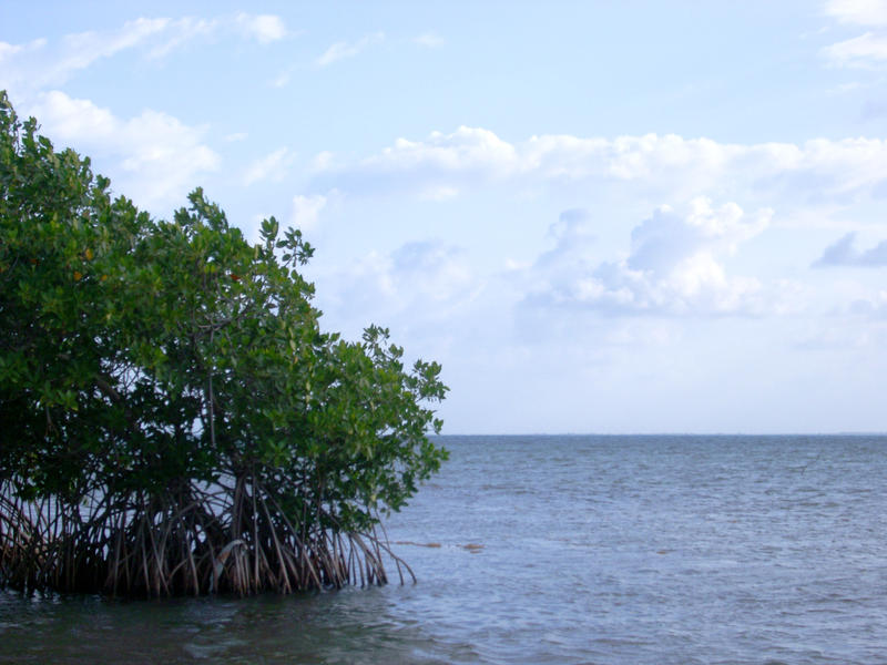 mangroves growing in warm tropical waters