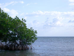 111-mangroves_5869.jpg