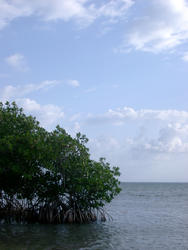 112-mangroves_5871.jpg