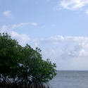 112-mangroves_5871.jpg