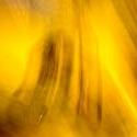 426-motion_yellow_2653.JPG