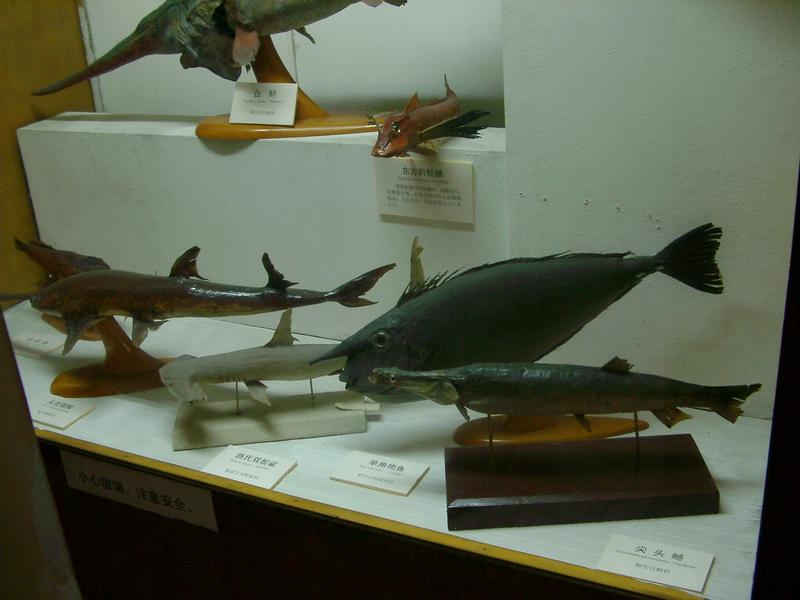 a glass cabinet of museum exhibits