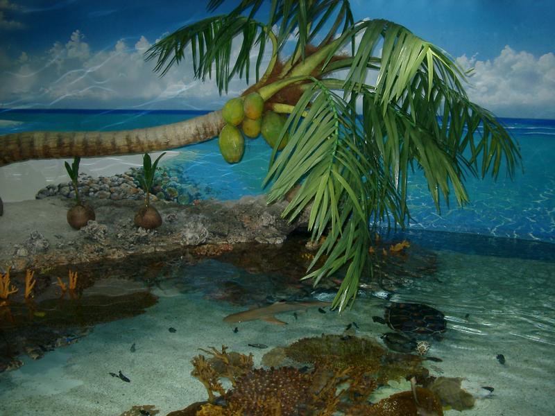 tripical diorama with live fish and coral