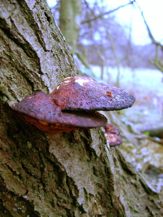 large disk mushroom shaped fungus growing in the new froset, uk