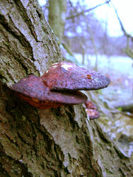 114-mushrooms_1454.jpg