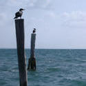 401-ocean_birds_5879.jpg