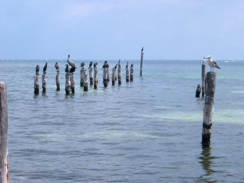 ocean birds priched on wooden pilings
