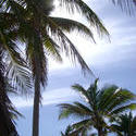 116-palm_trees5986.jpg