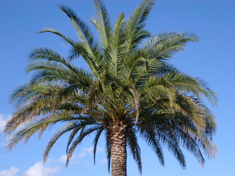 close up on the top of a palm tree