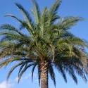 117-palm_trees_2928.JPG